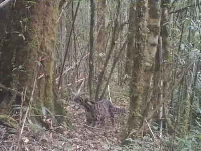 雅鲁藏布大峡谷生物多样性调查：已记录野生动物80种