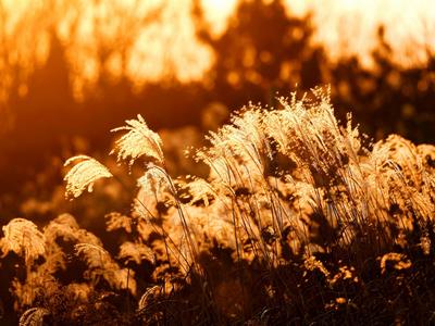 芦苇荡+黑天鹅！唐岛湾湿地冬日大片来了