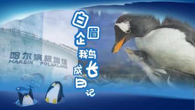 白眉企鹅成长日记