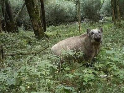 充分考虑种群变化动态等多方面因素，野猪拟从“三有”动物名录中删除