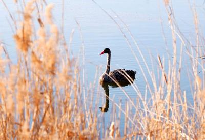 芦苇荡+黑天鹅！唐岛湾湿地冬日大片来了