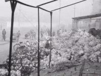 城市影像档案：冬储大白菜