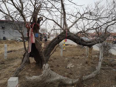 观海帮问|南沙窝村古树未来是否还有保护措施？答复：未来依树势采取措施