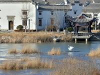 许多人还不知道！青岛这里竟藏着一处天鹅湖