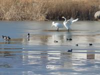 许多人还不知道！青岛这里竟藏着一处天鹅湖