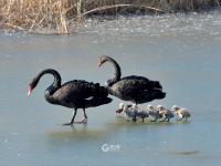 许多人还不知道！青岛这里竟藏着一处天鹅湖