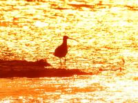 鸭群、晚霞……墨水河湿地：人间值得！