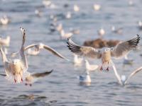 人看鸥？鸥看人？最近栈桥忒热闹！