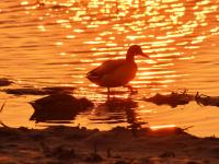 鸭群、晚霞……墨水河湿地：人间值得！