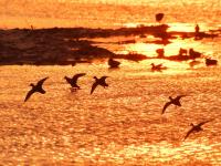 鸭群、晚霞……墨水河湿地：人间值得！
