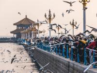 人看鸥？鸥看人？最近栈桥忒热闹！