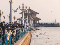 人看鸥？鸥看人？最近栈桥忒热闹！