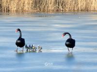 许多人还不知道！青岛这里竟藏着一处天鹅湖