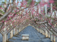 平度市白沙河街道：油桃花开香满棚