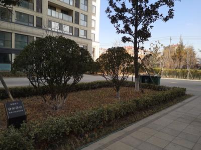 记者回访｜清荒草剪绿植 居民期待补种景观植被