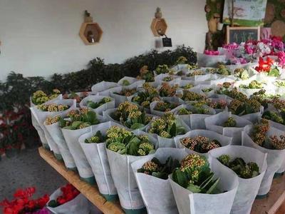 营业至1月25日！青岛“年宵花无人超市”再开张，快来选购吧