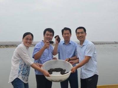 国内首家国家级刺参良种场落户青岛西海岸新区