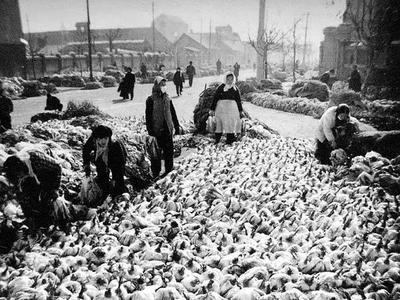 城市影像档案：冬储大白菜