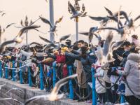 人看鸥？鸥看人？最近栈桥忒热闹！