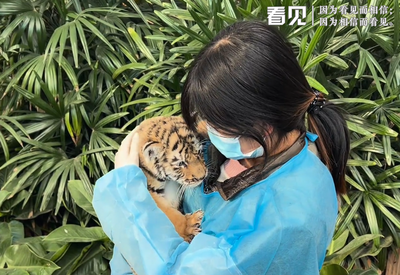 虎年青岛迎来5只虎宝宝，萌哭了…...