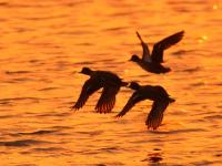 鸭群、晚霞……墨水河湿地：人间值得！