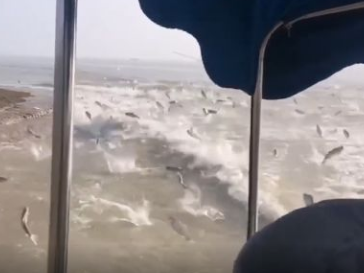 壮观！洞庭湖游艇过后，成百上千条鱼儿跃出水面