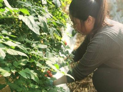  冬闲不闲！青岛平度这个合作社每天处理“致富果”45吨  