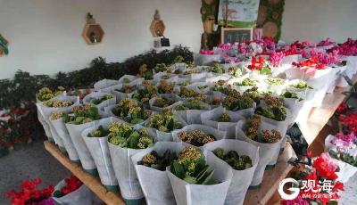 营业至1月25日！青岛“年宵花无人超市”再开张，快来选购吧