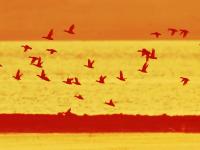 鸭群、晚霞……墨水河湿地：人间值得！