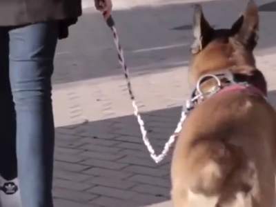 扬州养犬新规：遛狗不戴犬牌将视为无主犬收容