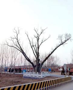 观海帮问ￜ小张八村古树归由哪个部门管？答复：村委会养护