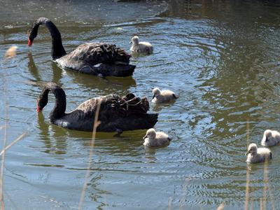 许多人还不知道！青岛这里竟藏着一处天鹅湖
