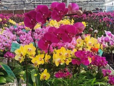 “年宵花”为乡镇经济发展做贡献，青岛产蝴蝶兰畅销日韩