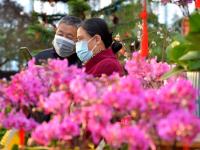 外面冰天雪地 这里花开似锦！买年宵花啦