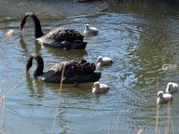 许多人还不知道！青岛这里竟藏着一处天鹅湖