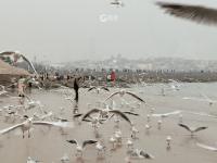 降温+雨雪，栈桥的海鸥会不会饿肚子？