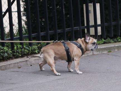 恶犬咬人、遛狗没拴绳，如此养宠这些法律责任要担