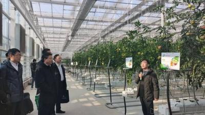 助力冬季“菜篮子”稳产保供，青岛启动“冬季暖阳”农技行动