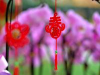 外面冰天雪地 这里花开似锦！买年宵花啦