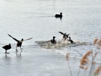 许多人还不知道！青岛这里竟藏着一处天鹅湖