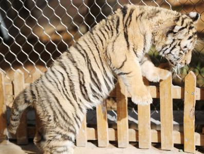 “萌”虎来了！双胞胎东北虎幼崽迎虎年