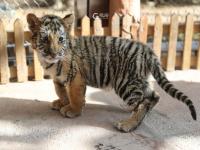 “萌”虎来了！双胞胎东北虎幼崽迎虎年