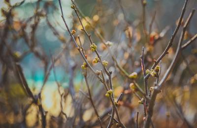 嫩芽特写！你留意到春天的“小动作”了吗 | 早春信号⑤