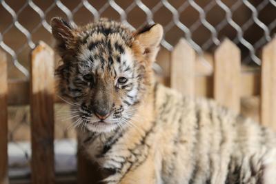 “萌”虎来了！双胞胎东北虎幼崽迎虎年