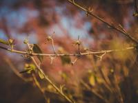 嫩芽特写！你留意到春天的“小动作”了吗 | 早春信号⑤