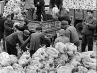 城市影像档案：冬储大白菜