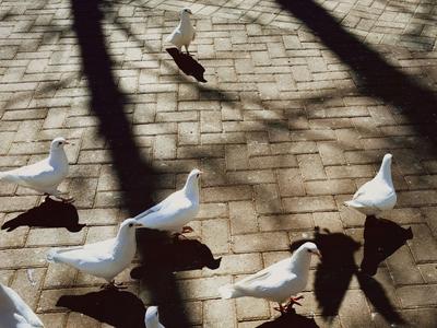 有一种青岛，叫三月光影 |早春信号③