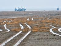 青岛的湿地有多美？这座国家级海洋公园给你答案