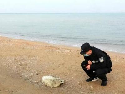 龙口海滩惊现毛茸茸小家伙，竟是刚出生的国家一级保护动物斑海豹