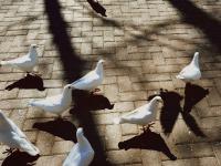 有一种青岛，叫三月光影 |早春信号③